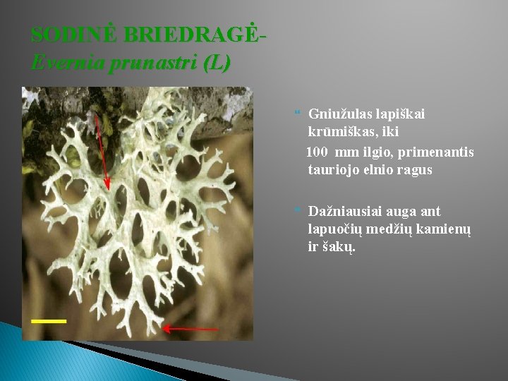SODINĖ BRIEDRAGĖEvernia prunastri (L) Gniužulas lapiškai krūmiškas, iki 100 mm ilgio, primenantis tauriojo elnio