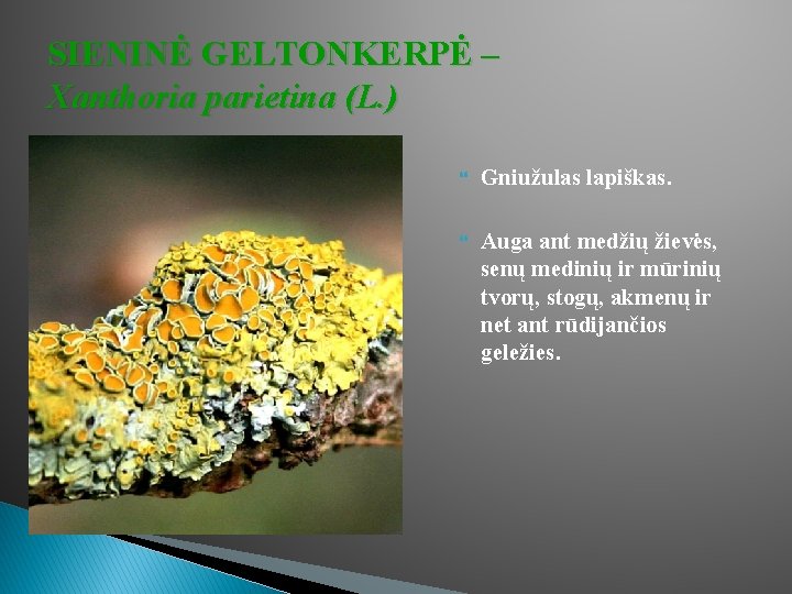 SIENINĖ GELTONKERPĖ – Xanthoria parietina (L. ) Gniužulas lapiškas. Auga ant medžių žievės, senų