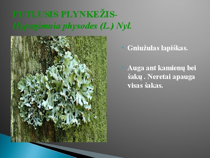 PUTLUSIS PLYNKEŽISHypogimnia physodes (L. ) Nyl. Gniužulas lapiškas. Auga ant kamienų bei šakų. Neretai