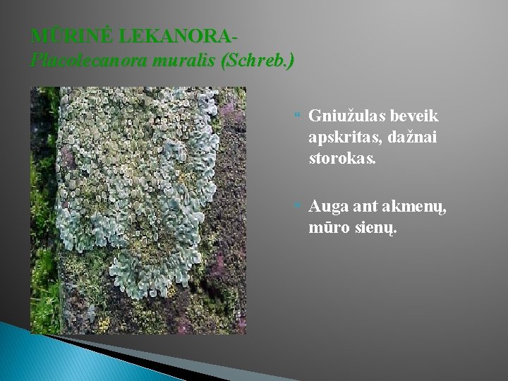 MŪRINĖ LEKANORAPlacolecanora muralis (Schreb. ) Gniužulas beveik apskritas, dažnai storokas. Auga ant akmenų, mūro