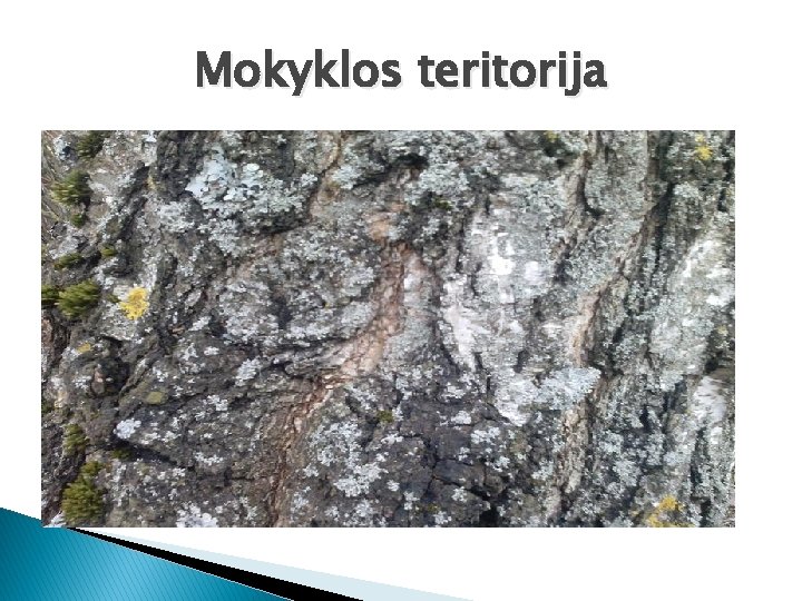 Mokyklos teritorija 