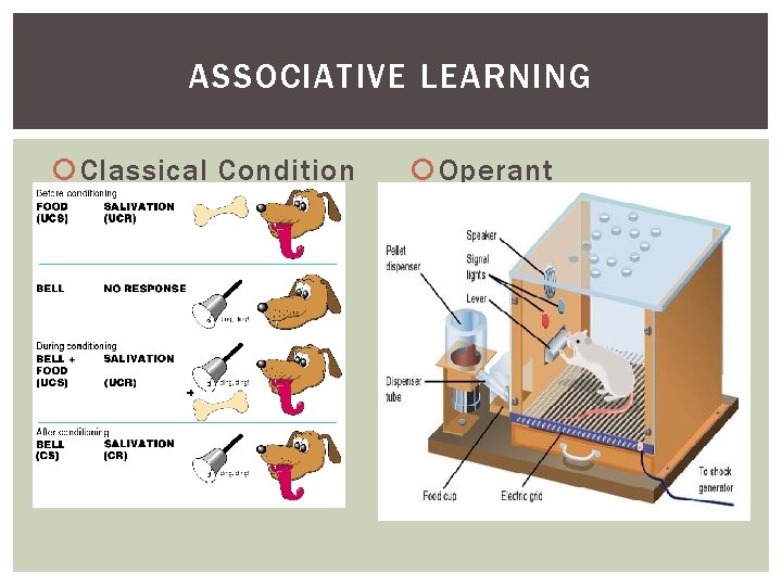 NERVOUS SYSTEM AND ANIMAL BEHAVIOR What factors influence