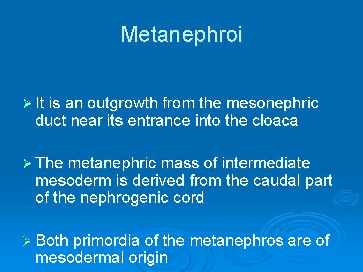Metanephroi Ø It is an outgrowth from the mesonephric duct near its entrance into
