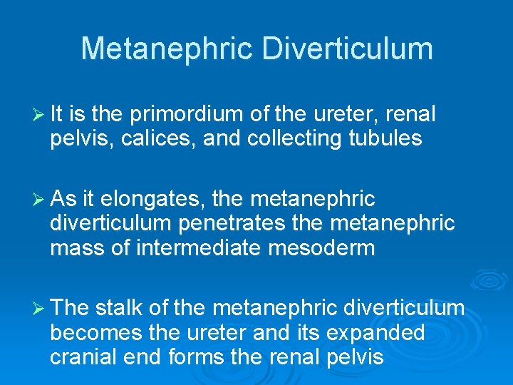 Metanephric Diverticulum Ø It is the primordium of the ureter, renal pelvis, calices, and