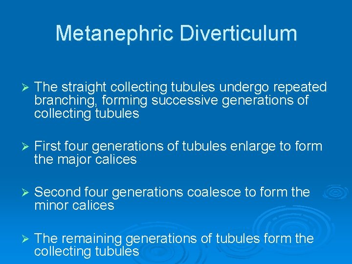 Metanephric Diverticulum Ø The straight collecting tubules undergo repeated branching, forming successive generations of