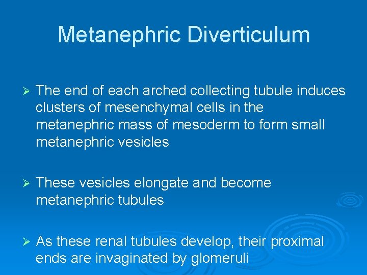 Metanephric Diverticulum Ø The end of each arched collecting tubule induces clusters of mesenchymal