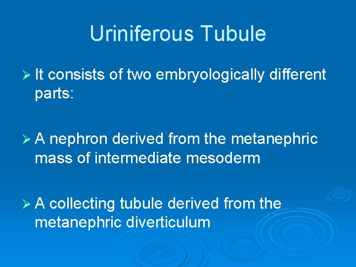 Uriniferous Tubule Ø It consists of two embryologically different parts: Ø A nephron derived