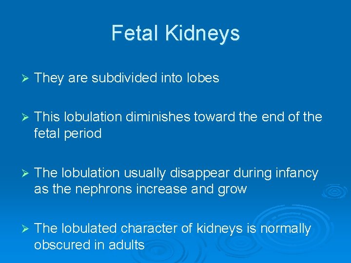 Fetal Kidneys Ø They are subdivided into lobes Ø This lobulation diminishes toward the