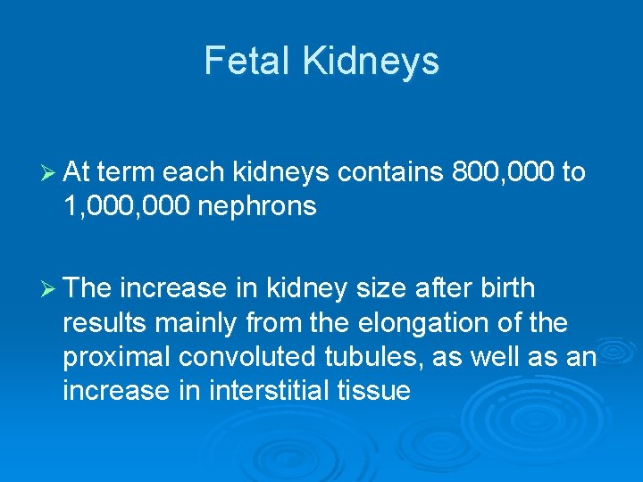 Fetal Kidneys Ø At term each kidneys contains 800, 000 to 1, 000 nephrons