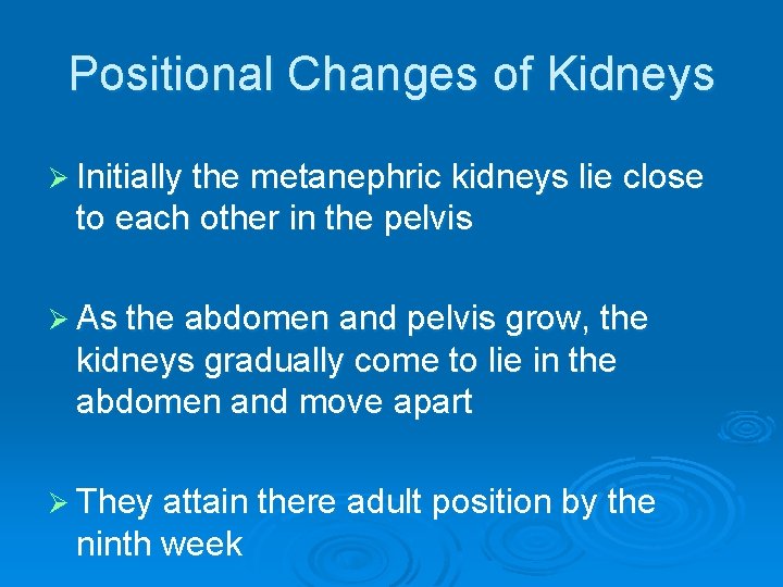 Positional Changes of Kidneys Ø Initially the metanephric kidneys lie close to each other