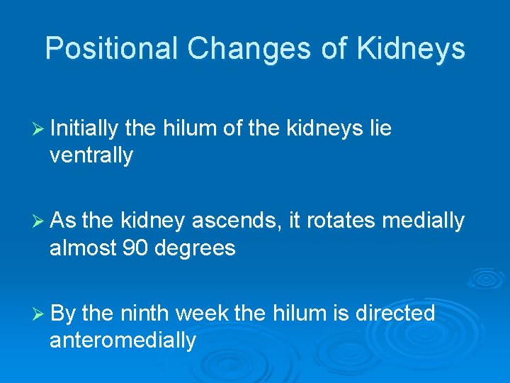 Positional Changes of Kidneys Ø Initially the hilum of the kidneys lie ventrally Ø