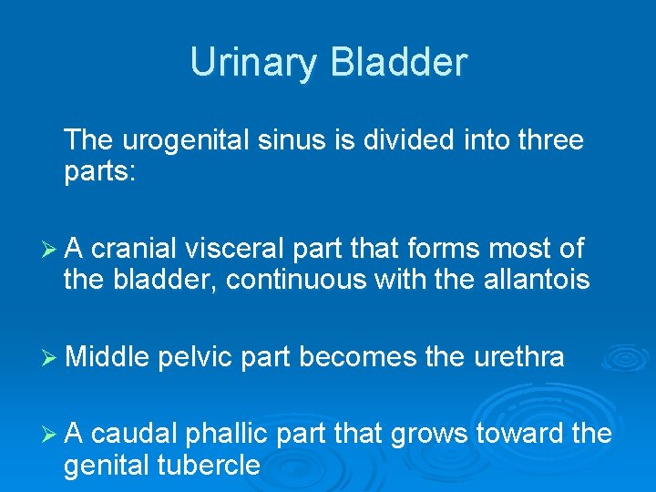 Urinary Bladder The urogenital sinus is divided into three parts: Ø A cranial visceral