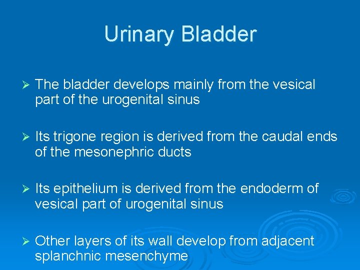 Urinary Bladder Ø The bladder develops mainly from the vesical part of the urogenital