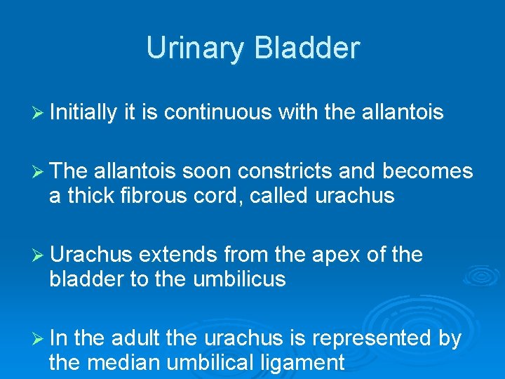 Urinary Bladder Ø Initially it is continuous with the allantois Ø The allantois soon