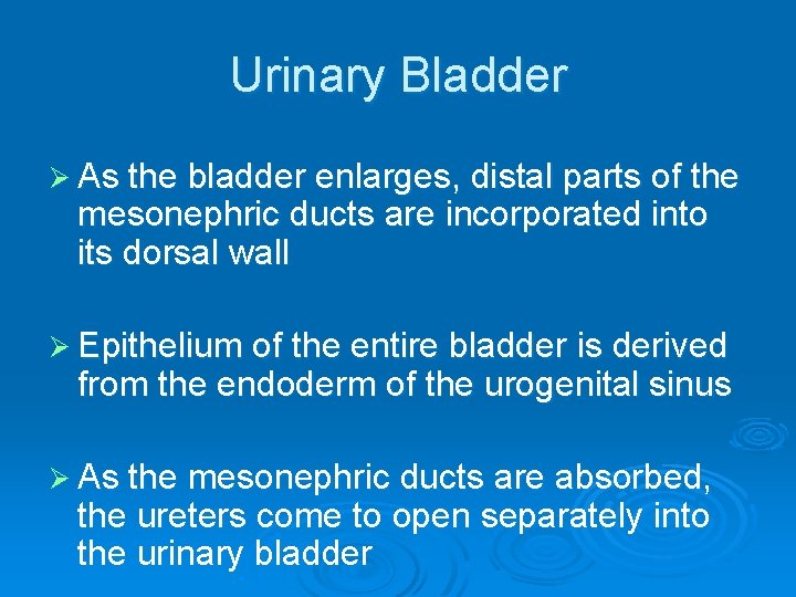 Urinary Bladder Ø As the bladder enlarges, distal parts of the mesonephric ducts are