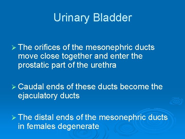 Urinary Bladder Ø The orifices of the mesonephric ducts move close together and enter