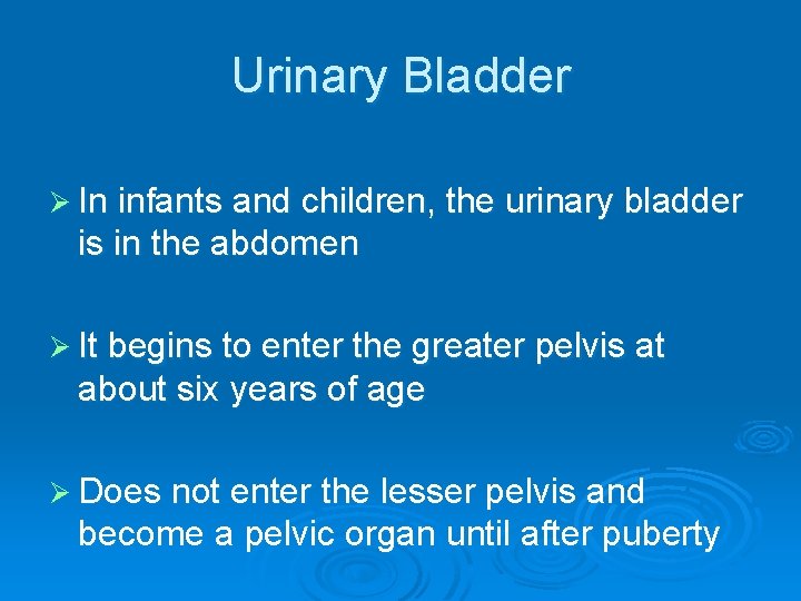 Urinary Bladder Ø In infants and children, the urinary bladder is in the abdomen