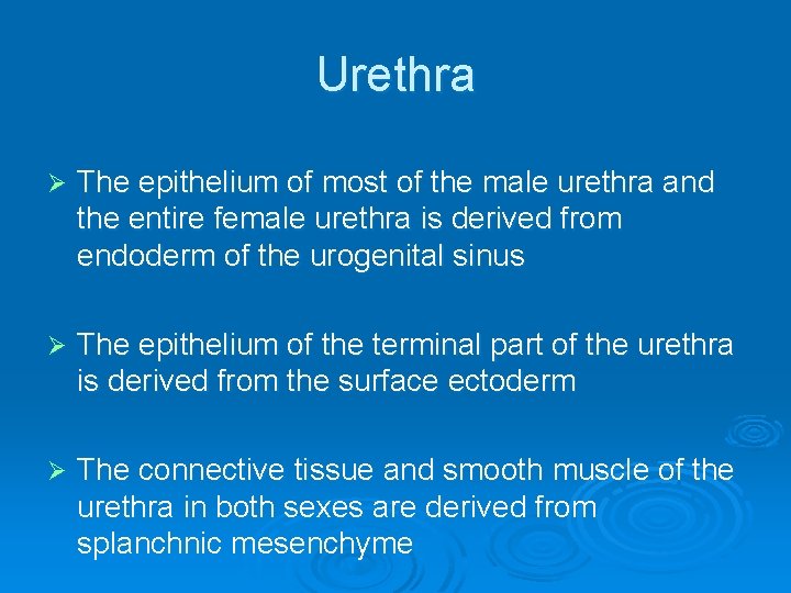 Urethra Ø The epithelium of most of the male urethra and the entire female