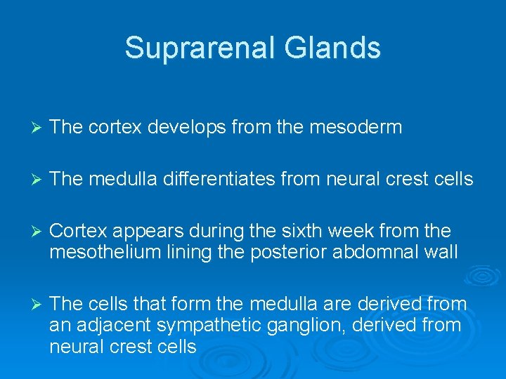 Suprarenal Glands Ø The cortex develops from the mesoderm Ø The medulla differentiates from