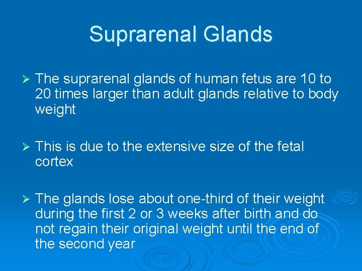 Suprarenal Glands Ø The suprarenal glands of human fetus are 10 to 20 times