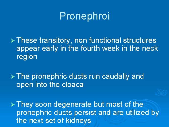 Pronephroi Ø These transitory, non functional structures appear early in the fourth week in