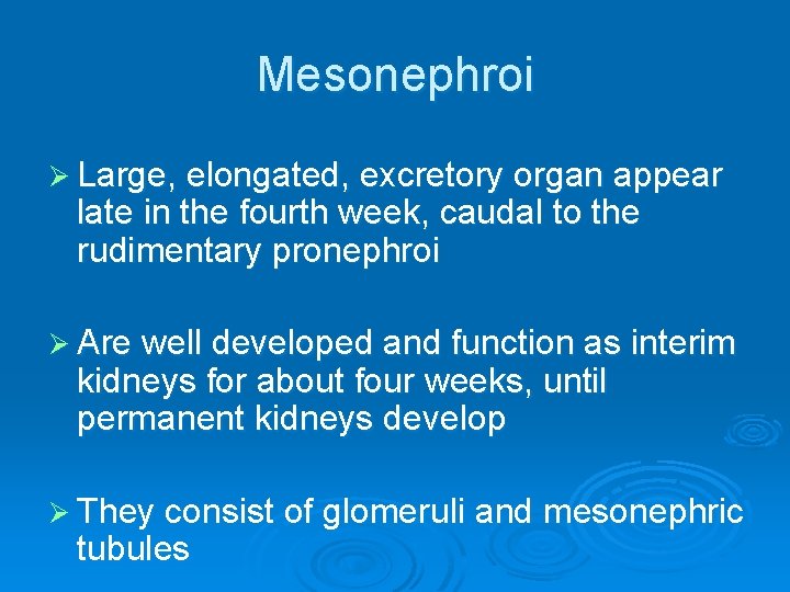 Mesonephroi Ø Large, elongated, excretory organ appear late in the fourth week, caudal to