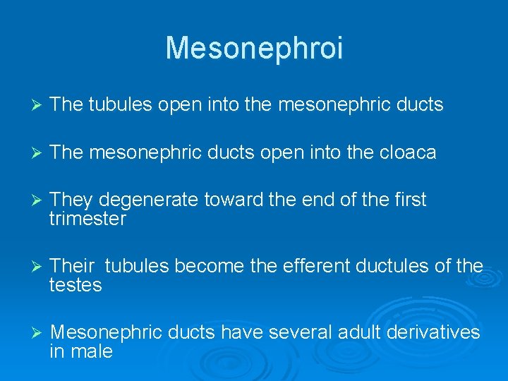 Mesonephroi Ø The tubules open into the mesonephric ducts Ø The mesonephric ducts open