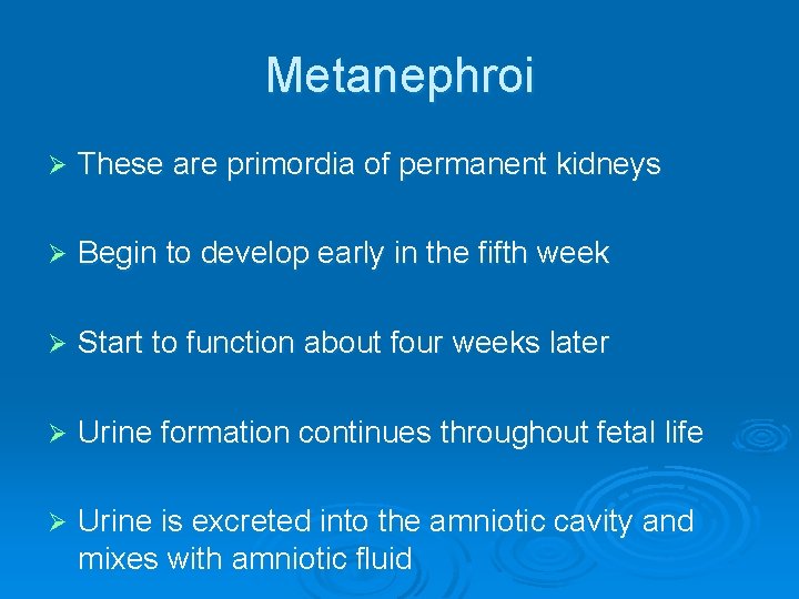 Metanephroi Ø These are primordia of permanent kidneys Ø Begin to develop early in