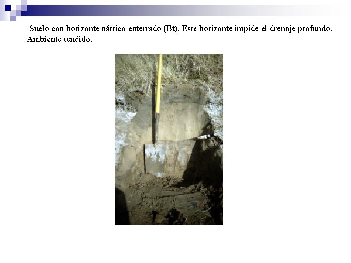 Suelo con horizonte nátrico enterrado (Bt). Este horizonte impide el drenaje profundo. Ambiente tendido.