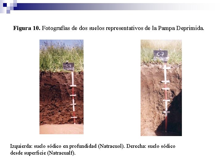 Figura 10. Fotografías de dos suelos representativos de la Pampa Deprimida. Izquierda: suelo sódico