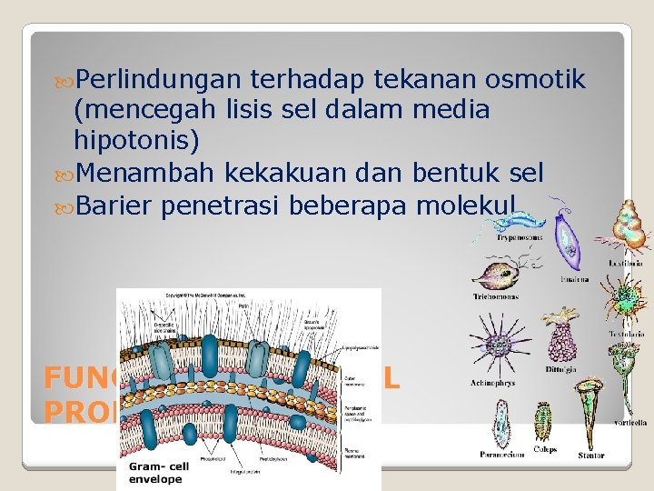  Perlindungan terhadap tekanan osmotik (mencegah lisis sel dalam media hipotonis) Menambah kekakuan dan