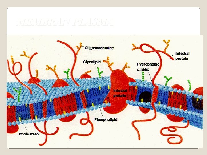 MEMBRAN PLASMA 