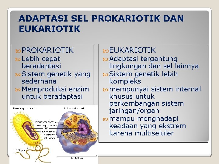 ADAPTASI SEL PROKARIOTIK DAN EUKARIOTIK PROKARIOTIK Lebih cepat beradaptasi Sistem genetik yang sederhana Memproduksi