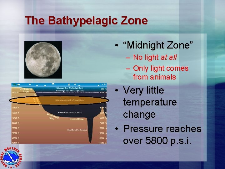 The Bathypelagic Zone • “Midnight Zone” – No light at all – Only light