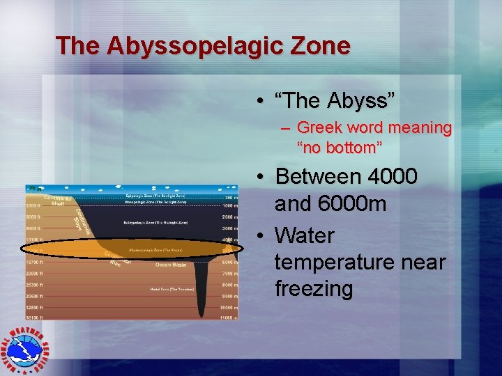 The Abyssopelagic Zone • “The Abyss” – Greek word meaning “no bottom” • Between