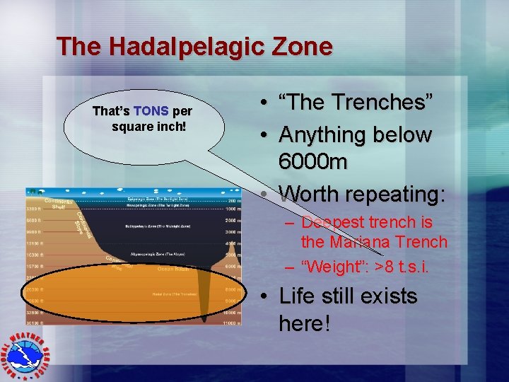The Hadalpelagic Zone That’s TONS per square inch! • “The Trenches” • Anything below