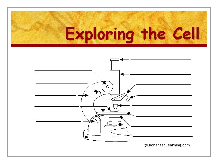 Exploring the Cell 