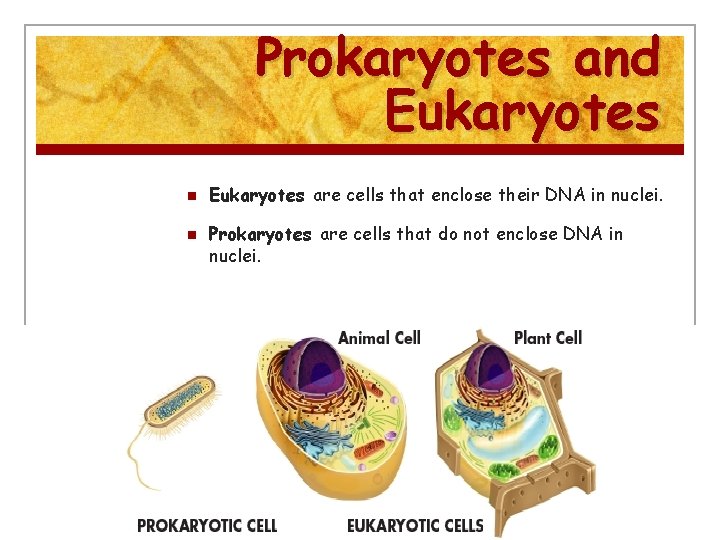 Prokaryotes and Eukaryotes n n Eukaryotes are cells that enclose their DNA in nuclei.