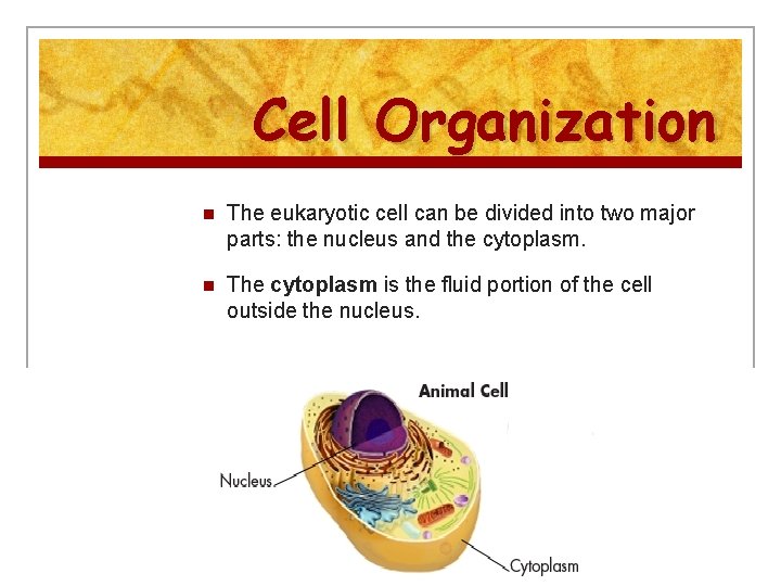 Cell Organization n The eukaryotic cell can be divided into two major parts: the