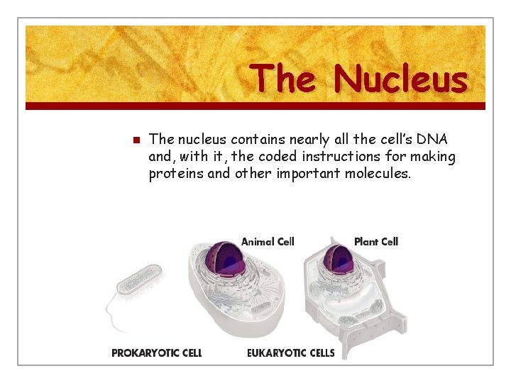 The Nucleus n The nucleus contains nearly all the cell’s DNA and, with it,