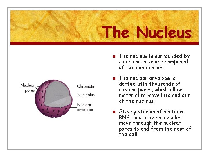 The Nucleus n n n The nucleus is surrounded by a nuclear envelope composed