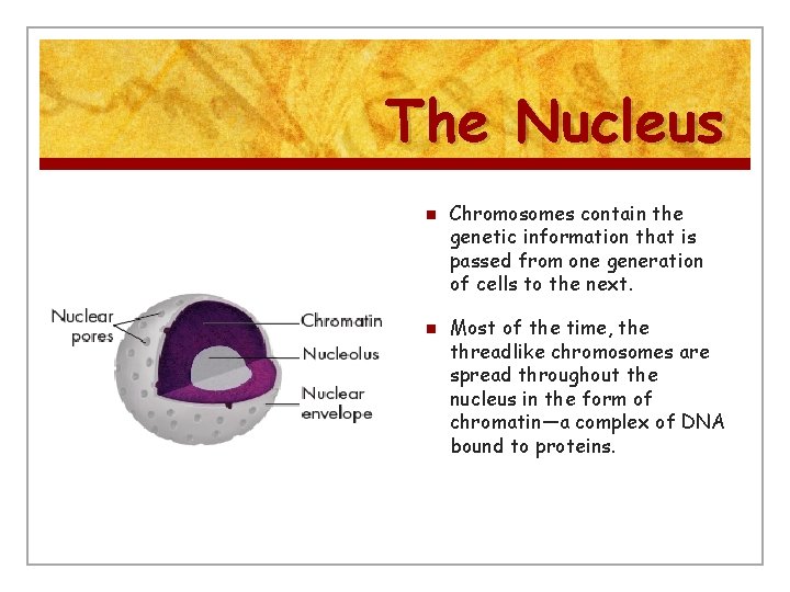 The Nucleus n n Chromosomes contain the genetic information that is passed from one