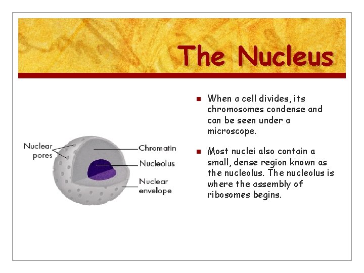 The Nucleus n n When a cell divides, its chromosomes condense and can be