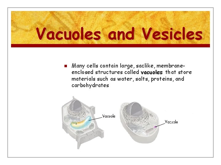 Vacuoles and Vesicles n Many cells contain large, saclike, membraneenclosed structures called vacuoles that