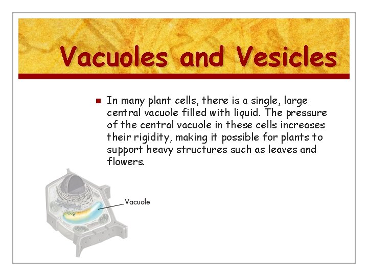 Vacuoles and Vesicles n In many plant cells, there is a single, large central