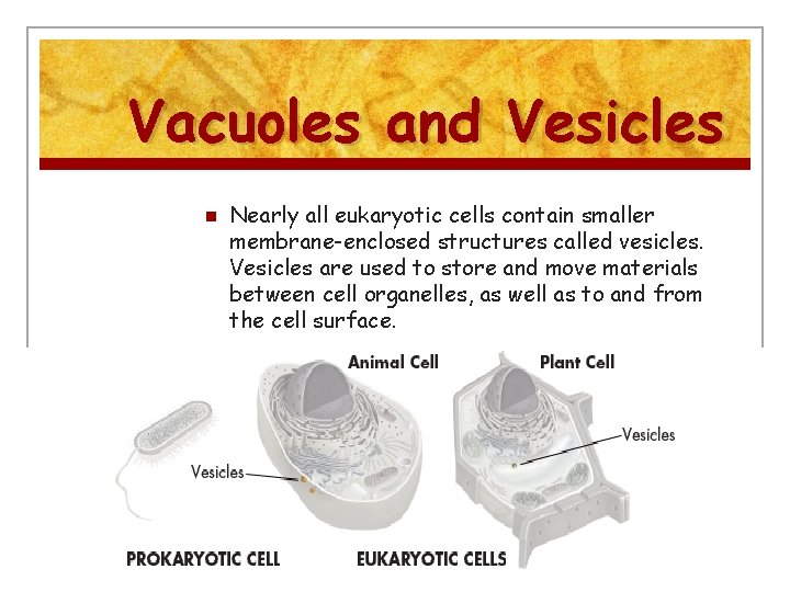 Vacuoles and Vesicles n Nearly all eukaryotic cells contain smaller membrane-enclosed structures called vesicles.