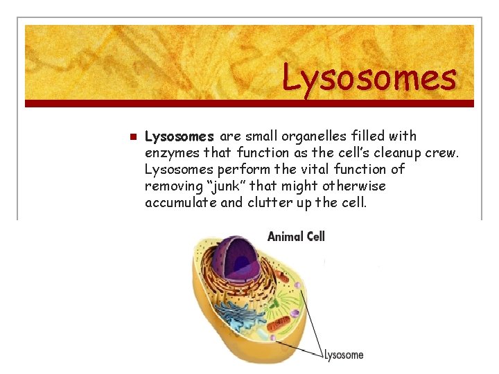 Lysosomes n Lysosomes are small organelles filled with enzymes that function as the cell’s