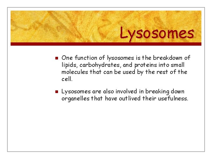 Lysosomes n n One function of lysosomes is the breakdown of lipids, carbohydrates, and