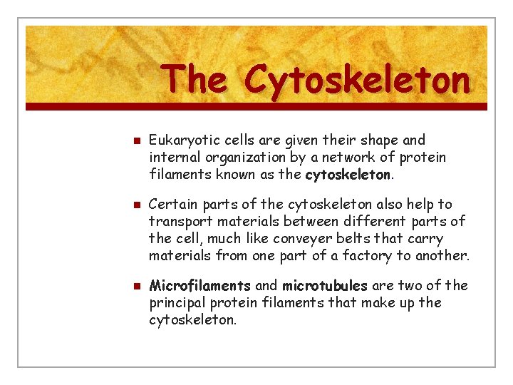 The Cytoskeleton n Eukaryotic cells are given their shape and internal organization by a