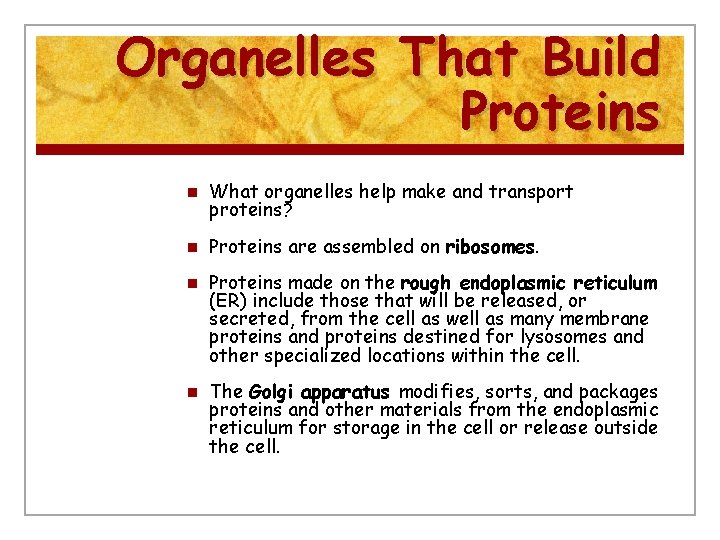 Organelles That Build Proteins n What organelles help make and transport proteins? n Proteins